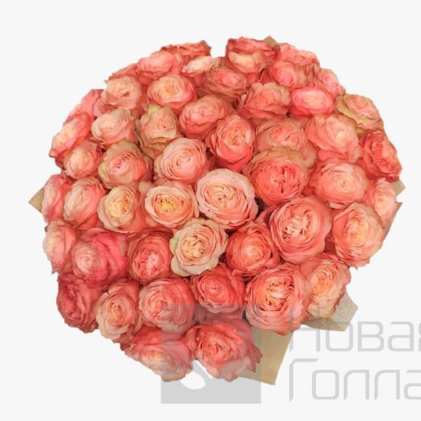 Букет 51 пионовидная персиковая роза Премиум