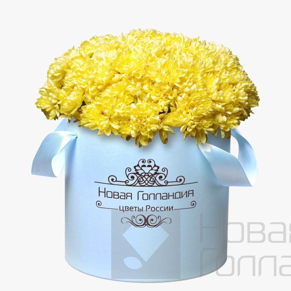 15 Желтых хризантем в большой голубой коробке №260