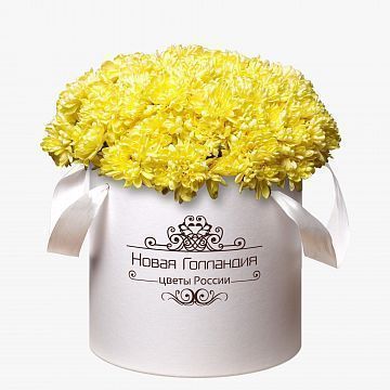 15 Желтых хризантем в большой белой коробке №243
