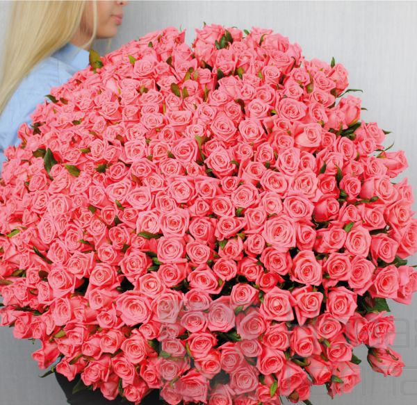 Букет 301 коралловая роза 60 см