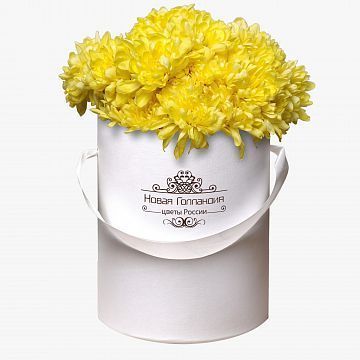 5 Желтых хризантем в маленькой белой коробке №247