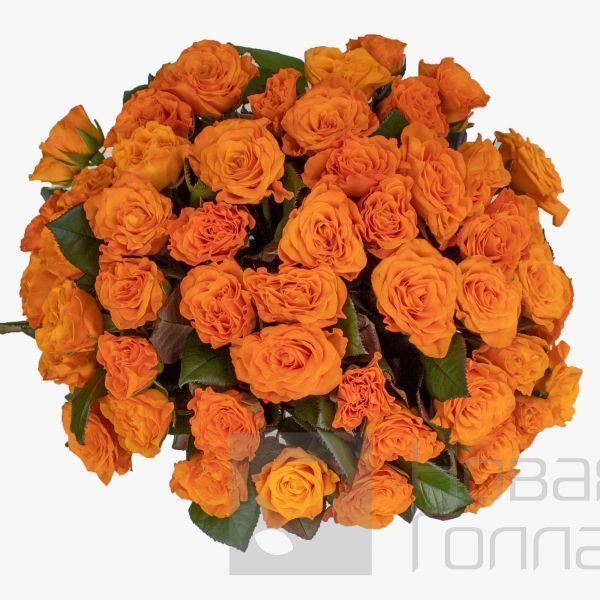 Букет 51 оранжевая роза 40см