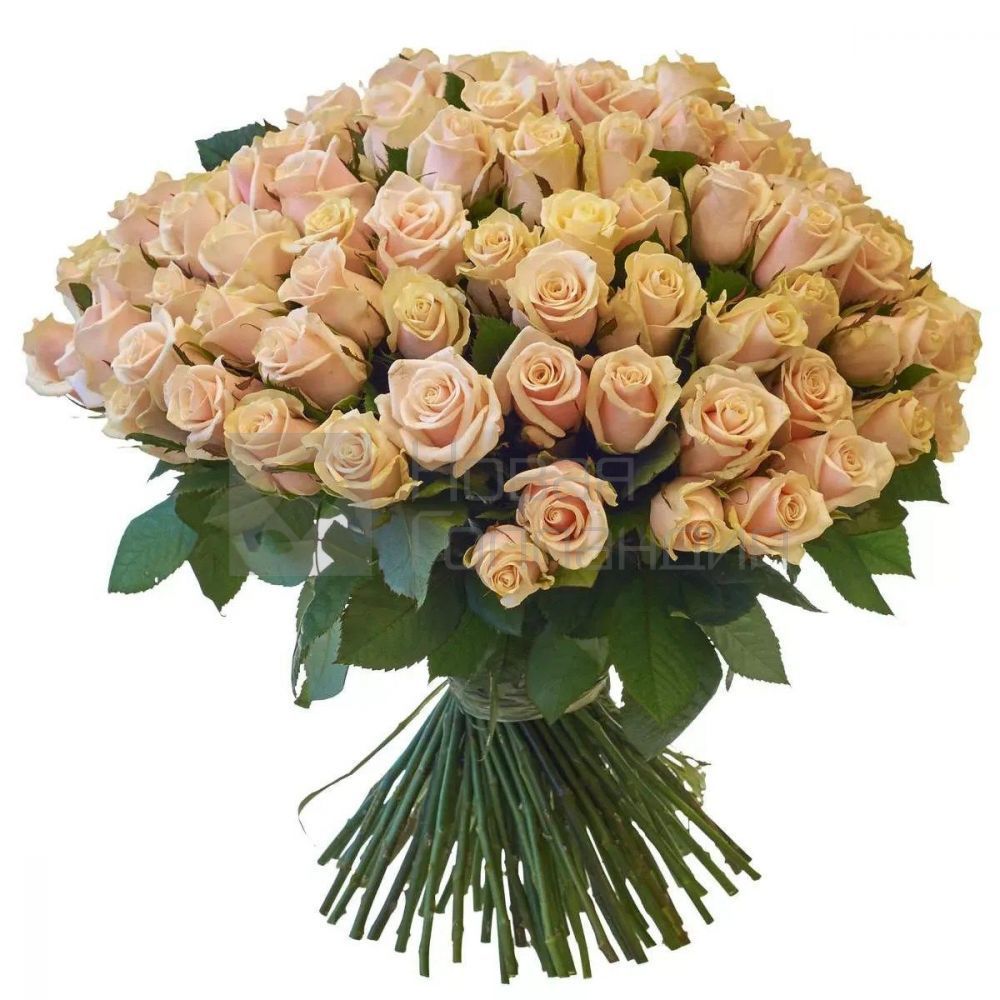 Букет 101 кремовая роза 50 см Кения