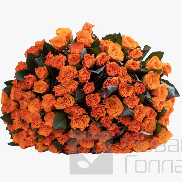 Букет 101 оранжевая роза 50 см Россия
