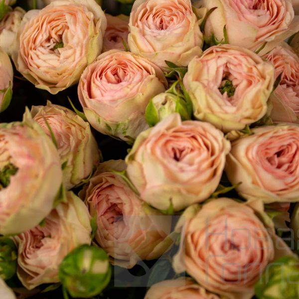 Букет 15 светлых кустовых пионовидных роз 40 см