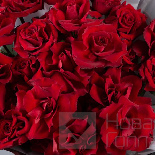 Букет 25 французских красных роз в упаковке 