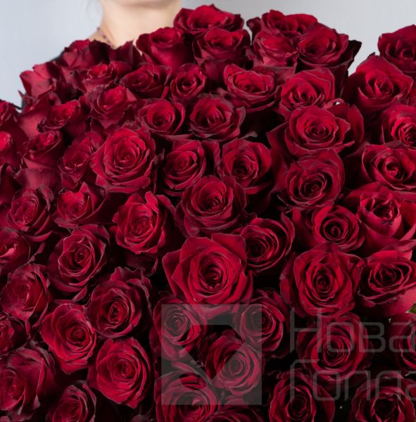 101 красная роза Премиум Эквадор 50 см