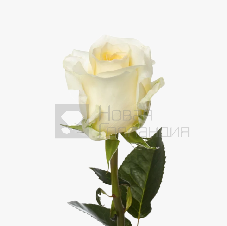 *Кремовая роза поштучно 60 см