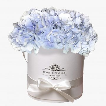 3 Голубые Гортензии в белой шляпной коробке 3 Голубые Гортензии в белой шляпной коробке