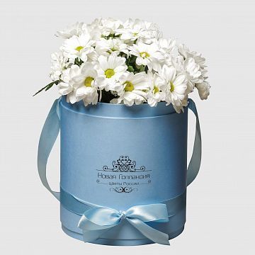 7 Белых Ромашковых хризантем в голубой шляпной коробке №153