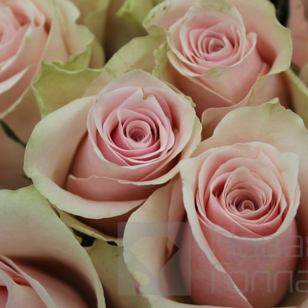 Букет 51 нюдовая роза Кения 50-60 см в упаковке