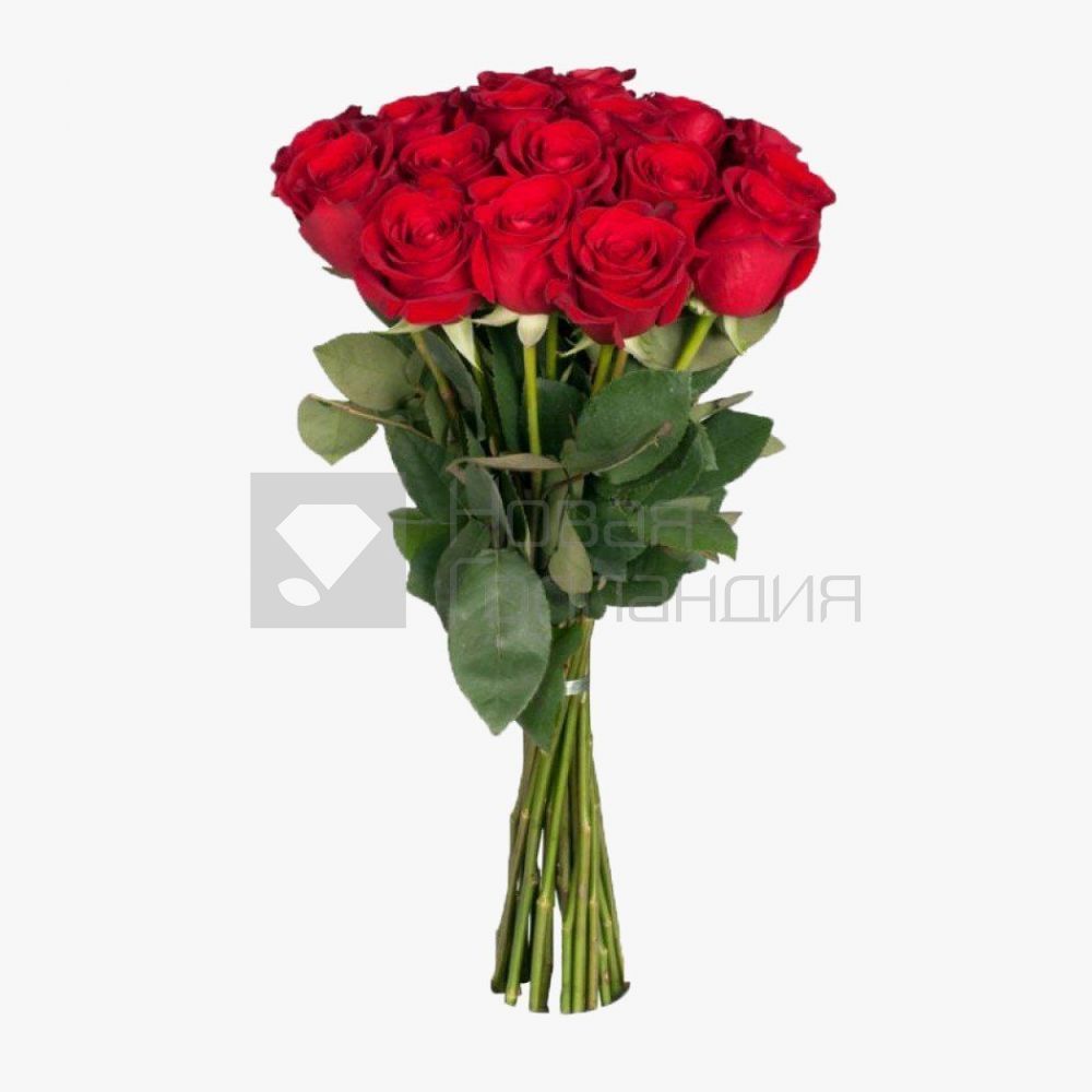 15 красных роз Премиум Эквадор 60 см.