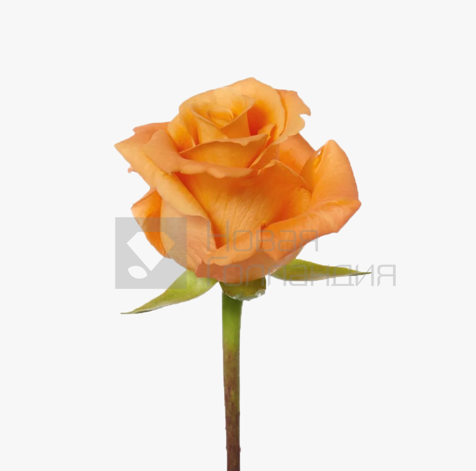 *Оранжевая роза поштучно 35 см