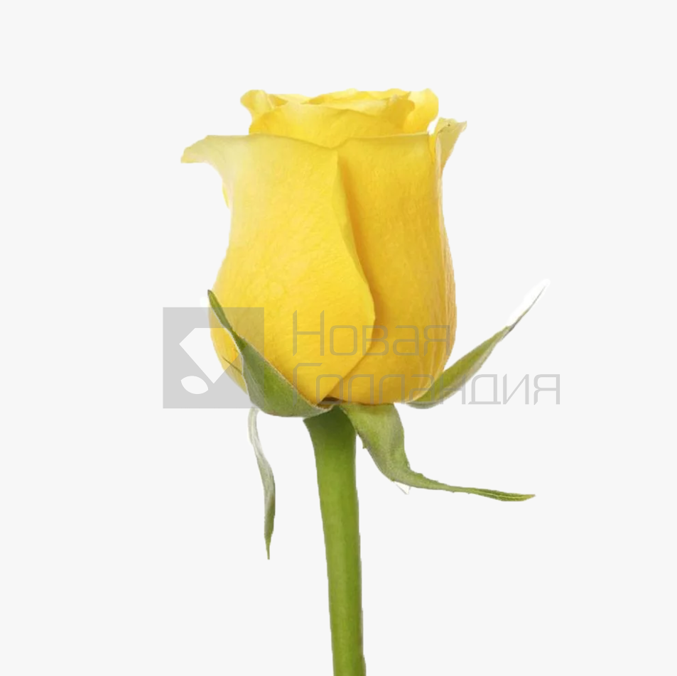 *Желтая роза поштучно 40 см