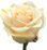 Кремовая роза 70 см