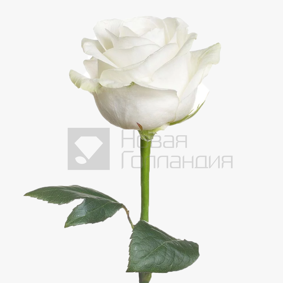 *Белая роза поштучно 60 см