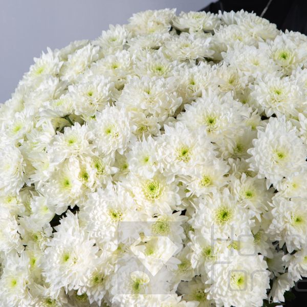 Букет облако из 51 хризантемы