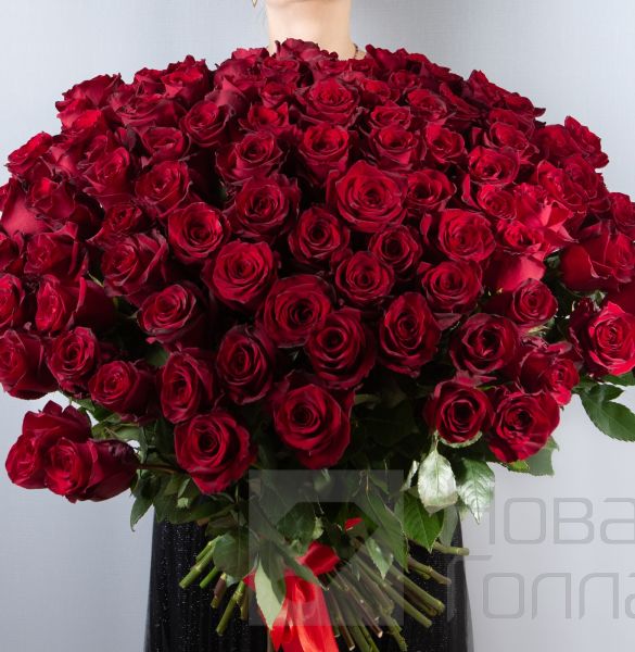 101 красная роза Премиум Эквадор 50 см