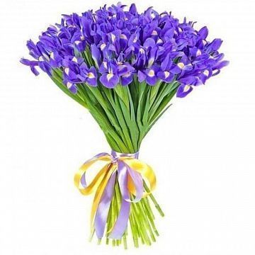 Букет 51 синий ирис Букет 51 синий ирис