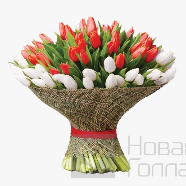 Букет 101 Красно-белый тюльпан