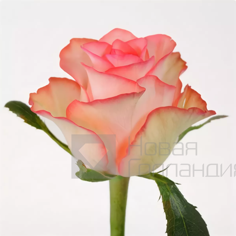 *Розовая роза 35 см