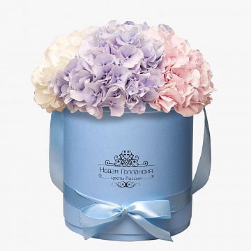 3 Гортензии микс в голубой маленькой шляпной коробке №805
