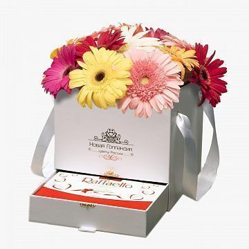 15 гербер в белой коробке шкатулке с рафаэлло №492