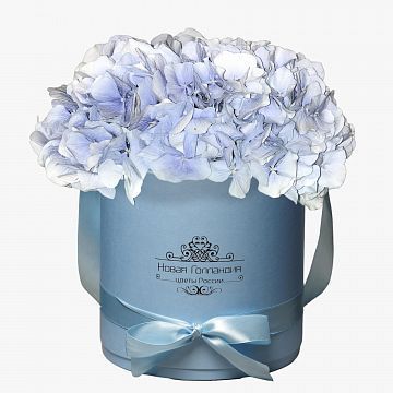3 Голубые Гортензии в голубой шляпной коробке