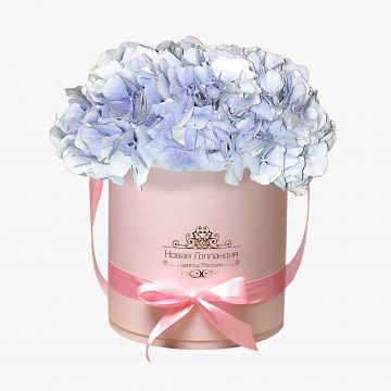 3 Голубые Гортензии в розовой шляпной коробке