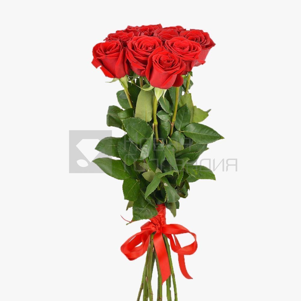 9 красных роз Премиум Эквадор 60 см.
