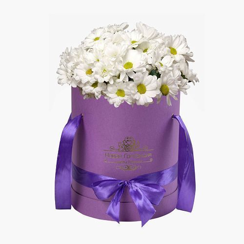 7 Белых Ромашковых хризантем в сиреневой шляпной коробке 