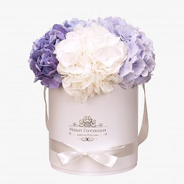 5 Гортензий в белой шляпной коробке 5 Гортензий в белой шляпной коробке