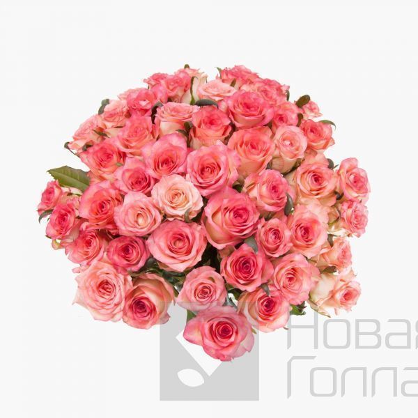 Букет 51 розовая роза 50см