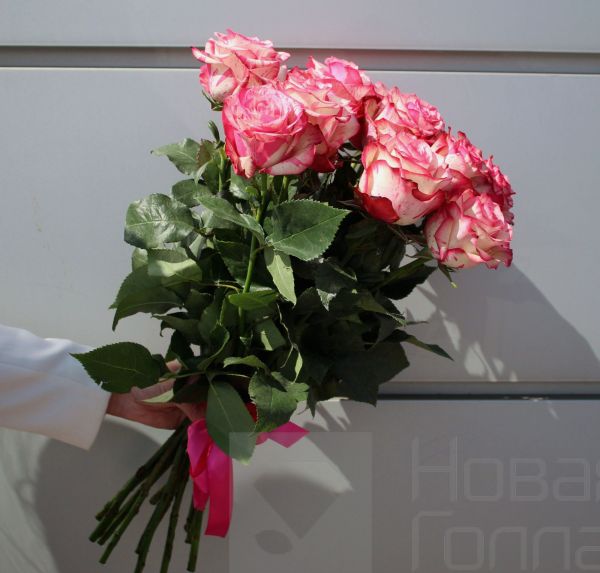 Букет 15 бело-розовых роз Эквадор