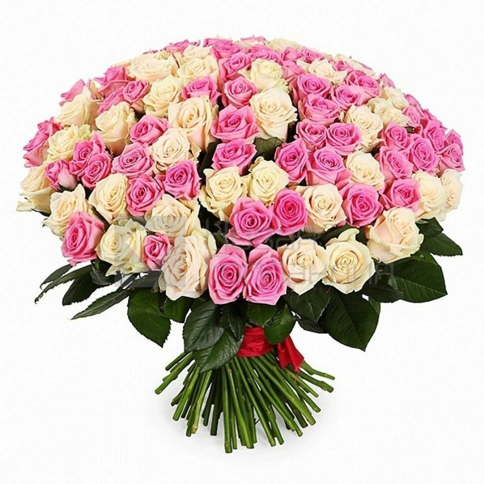 Букет 101 кремовая и розовая роза 50 см Кения
