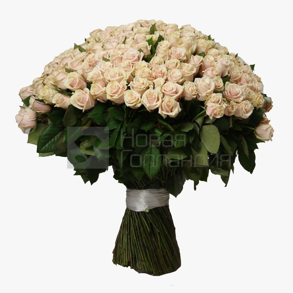 Букет 301 кремовая роза 60 см