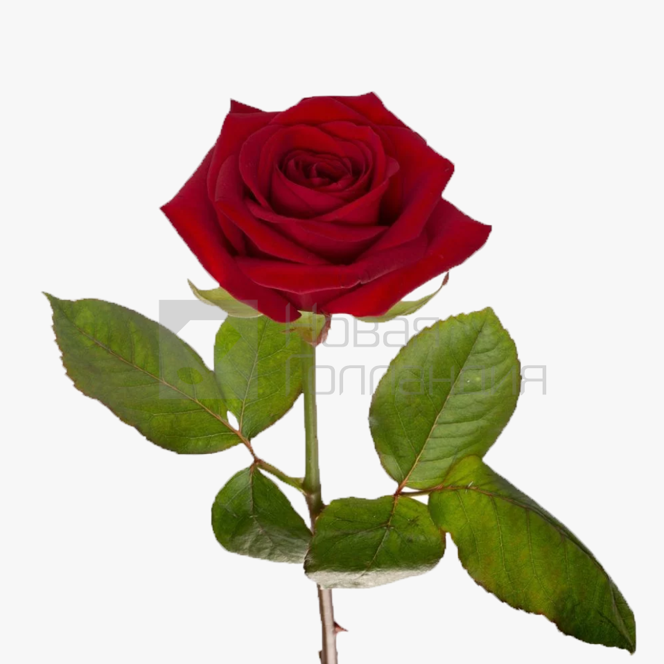 *Красная роза поштучно 35 см