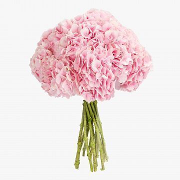 Букет 11 Розовых Гортензий