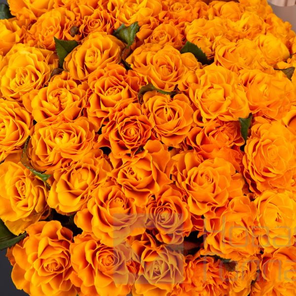 55 оранжевых роз 50 см.