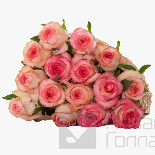 Букет 15 розовых роз с каймой  50см.