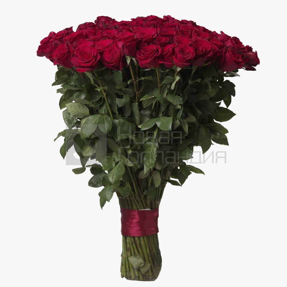 Букет 51 красная роза Премиум Эквадор 60 см.
