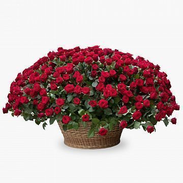 Композиция 501 красная роза в корзине