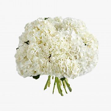 Букет 9 Белых Гортензий