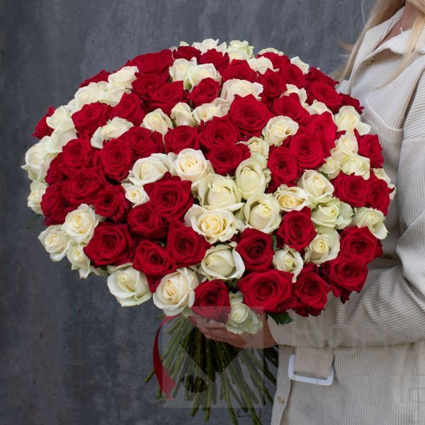 101 красно-белая роза 60 см