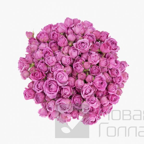 51 розовая кустовая пионовидная роза в большой черной шляпной коробке №242