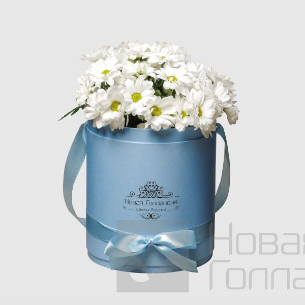 7 Белых Ромашковых хризантем в голубой шляпной коробке №153