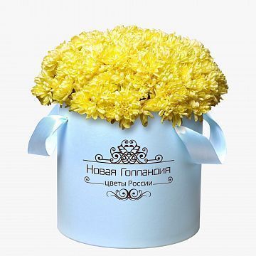 15 Желтых хризантем в большой голубой коробке №260