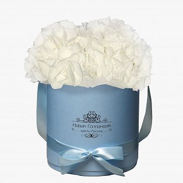 3 Белые Гортензии в голубой шляпной коробке 3 Белые Гортензии в голубой шляпной коробке