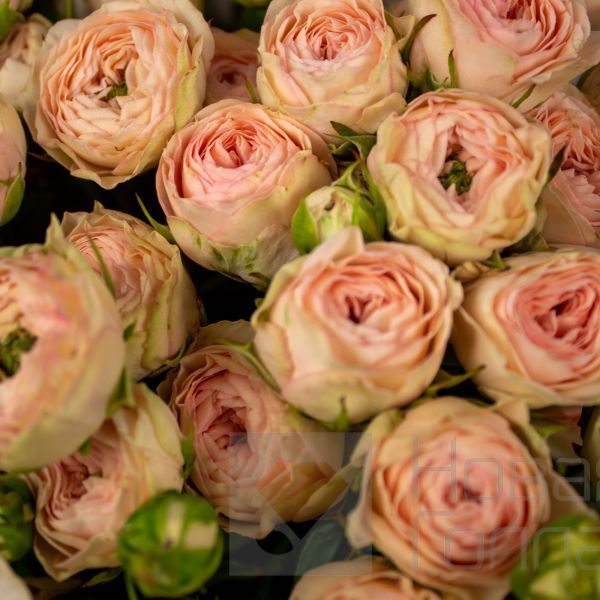 Букет 15 светлых кустовых пионовидных роз 50 см