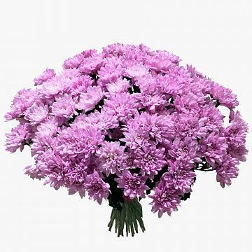 Букет 25 Розовых Хризантем